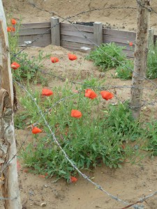 Western front 2015 - War Grave